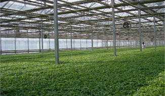 采用發(fā)熱電纜加熱保溫的無土栽培植物效果