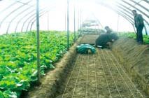 蔬菜大棚種植加熱保溫圖