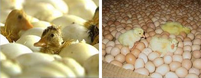 “新式炕坊”發(fā)熱電纜電地暖運用圖